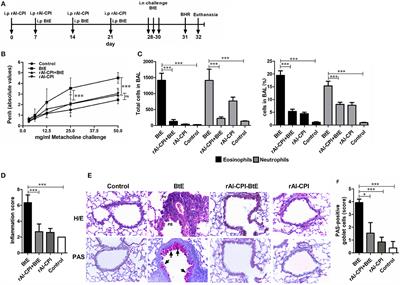 Ascaris lumbricoides Cystatin Prevents Development of Allergic Airway Inflammation in a Mouse Model